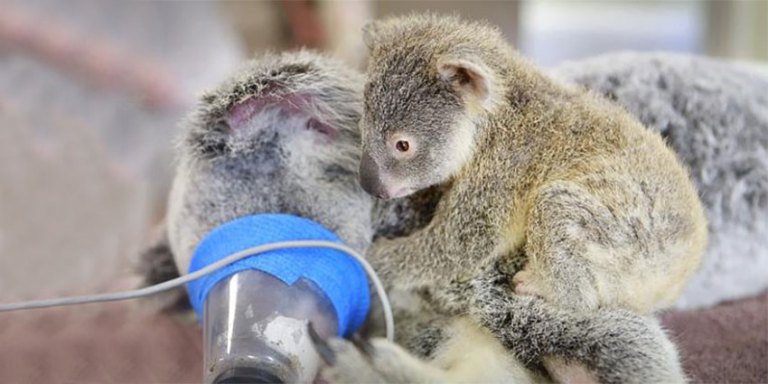 baby-koala-mom-surgery-australia-zoo-21-850x425